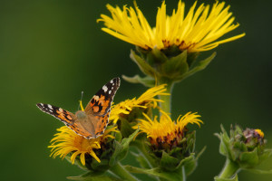 Economic value of butterflies