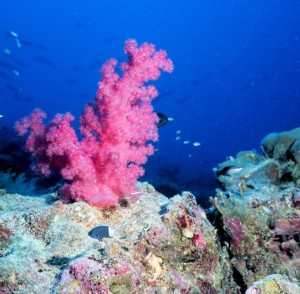 Coral near Tarawa, Kiribati, © Linda Wade, courtesy of NOAA Photo Library